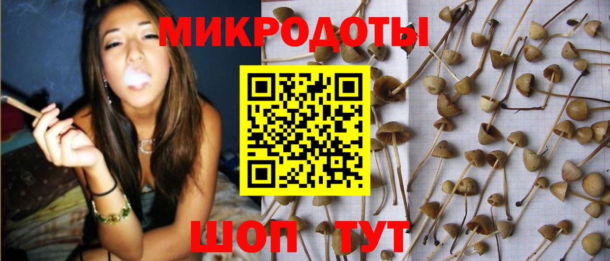 Псилоцибиновые грибы Psilocybine cubensis Бийск